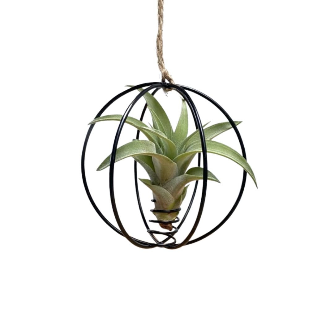 X-mas ball zwart met airplant