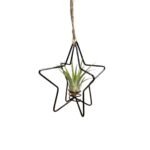 X-mas Ster zwart met Tillandsia