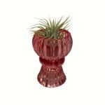 Trendy Vase Red with Airplant