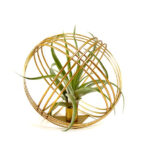 Goud Metalen Bal met Airplant