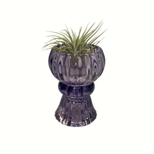 paars vaasje met tillandsia ionantha ionantha