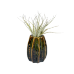 Donkergroene Carambola airplant