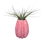 Roze Carambola met Airplant
