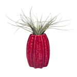 rode carambola airplant