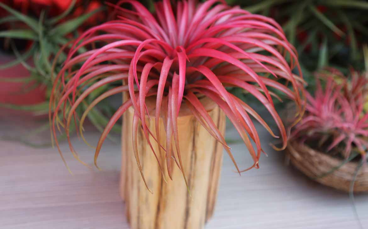Licht en standplaats waar voelen airplants zich thuis